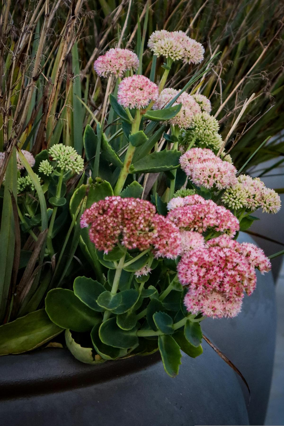 Milyen virágokat ültessünk a temetőbe, hogy egész nyáron virágozzanak / fotó pexels.com