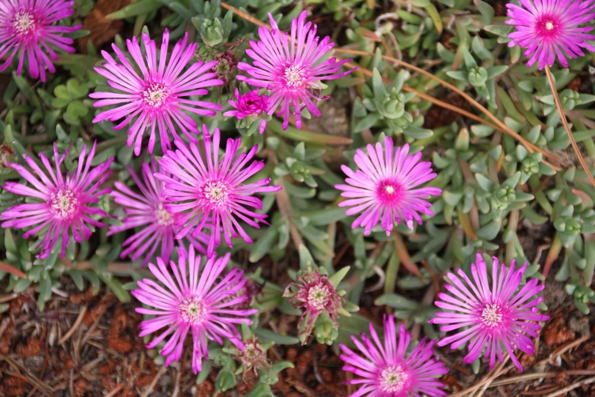 Milyen virágokat ültessünk a sírra / photo pexels.com