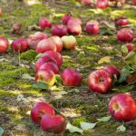 A romlott alma nem trágya: 4 ok, amiért a romlott gyümölcsöt el kell távolítani a földből A romlott alma nem trágya: 4 ok, amiért a romlott