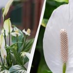 A Spathiphyllum évekig virágzik, ha ősszel távol tartod ugyanarról a helyről. A Spathiphyllum évekig virágzik, ha ősszel távol tartod ugyanarról a
