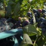 Az áfonya bármilyen fagyot kibír: a kertész elárulta a legfontosabb őszi ápolási titkokat Az áfonya bármilyen fagyot kibír: a kertész elárulta a legfontosabb