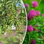 És nincs szükség időjárás-előrejelzésre: mely növények jósolnak esőt És nincs szükség időjárás-előrejelzésre: mely növények jósolnak esőt