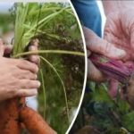 Kedvező napok: mikor ássuk a sárgarépát és a céklát a holdnaptár szerint 2025 Kedvező napok: mikor ássuk a sárgarépát és a céklát a