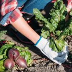 Mit ne termesszünk a zöldségeskertben: a kertészek 5 problémás növényt neveztek meg, amelyeket könnyebb megvásárolni Mit ne termesszünk a zöldségeskertben: a kertészek 5 problémás növényt